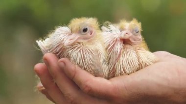 A human holds a baby pigeon on his palm. Newborn cute baby pigeons closeup in farmer hand.The newborn pigeon is small and beautiful. 