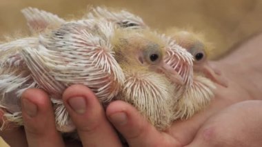 A human holds a baby pigeon on his palm. Newborn cute baby pigeons closeup in farmer hand.The newborn pigeon is small and beautiful. 