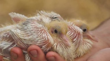 A human holds a baby pigeon on his palm. Newborn cute baby pigeons closeup in farmer hand.The newborn pigeon is small and beautiful. 
