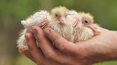 A human holds a baby pigeon on his palm. Newborn cute baby pigeons closeup in farmer hand.The newborn pigeon is small and beautiful. 