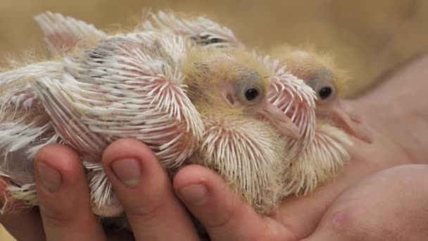 Human Holds Baby Pigeon His Palm Newborn Cute Baby Pigeons — Stockvideo
