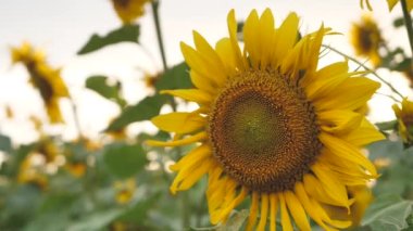 Field of sunflowers at a beautiful evening sunset. Slow motion of the camera in an agricultural sunflower crop field. Aerial view of sunflowers on a summer evening day