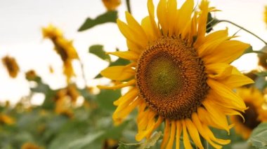 Field of sunflowers at a beautiful evening sunset. Slow motion of the camera in an agricultural sunflower crop field. Aerial view of sunflowers on a summer evening day