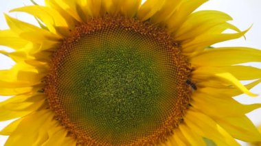 bee on a sunflower. Field of sunflowers at a beautiful evening sunset. Slow motion of the camera in an agricultural sunflower crop field. Aerial view of sunflowers on a summer evening day