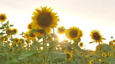 Field of sunflowers at a beautiful evening sunset. Slow motion of the camera in an agricultural sunflower crop field. Aerial view of sunflowers on a summer evening day