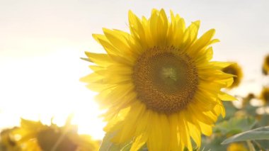 Field of sunflowers at a beautiful evening sunset. Slow motion of the camera in an agricultural sunflower crop field. Aerial view of sunflowers on a summer evening day