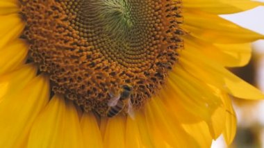 bee on a sunflower. Field of sunflowers at a beautiful evening sunset. Slow motion of the camera in an agricultural sunflower crop field. Aerial view of sunflowers on a summer evening day