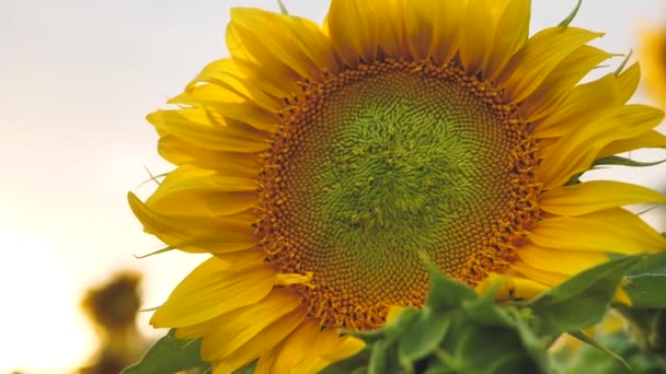 Field Sunflowers Beautiful Evening Sunset Slow Motion Camera Agricultural Sunflower — Vídeos de Stock