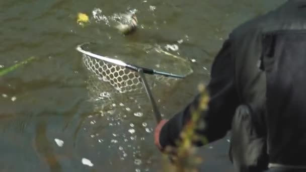 Pêcheur Attrape Des Poissons Dans Rivière Avec Filature Des Pêcheurs — Video