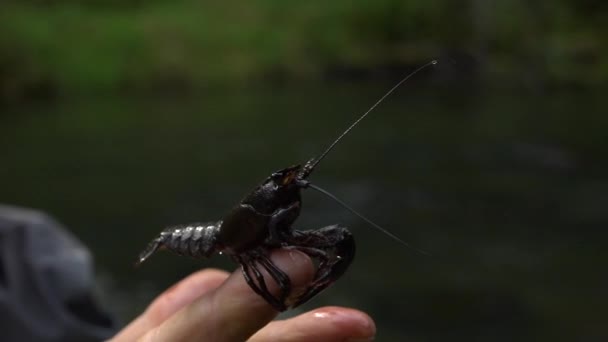 Seorang Pria Memegang Udang Hidup Krayfish Kanada Sungai Yang Gelap — Stok Video