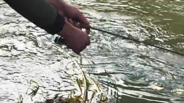 Rybář Chytá Ryby Řece Rotací Rybáři Břehu Řeky Losos Rybaření — Stock video