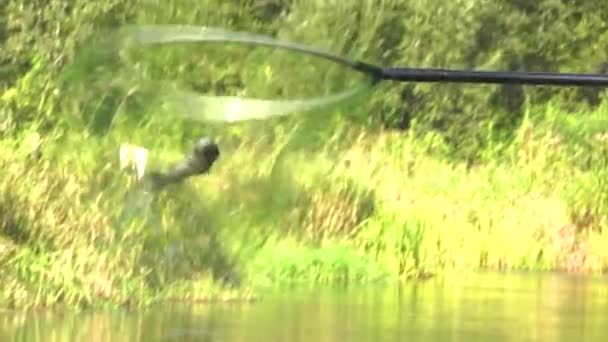 Pescatore Cattura Pesce Nel Fiume Con Filatura Pescatori Sulla Riva — Video Stock