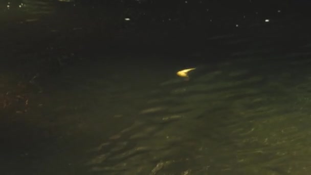 회전하면서 강에서 물고기를 잡는다 강가의 어부들 강에서의 — 비디오