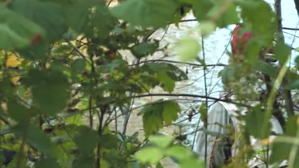一个渔夫在河里纺纱捕鱼 河岸上的渔民 鲑鱼在河里钓鱼 — 图库视频影像