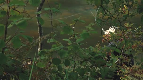 Pêcheur Attrape Des Poissons Dans Rivière Avec Filature Des Pêcheurs — Video