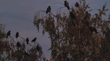 Gün batımında ağaçların tepesindeki kargalar. Ağaç dallarında kara kargalar