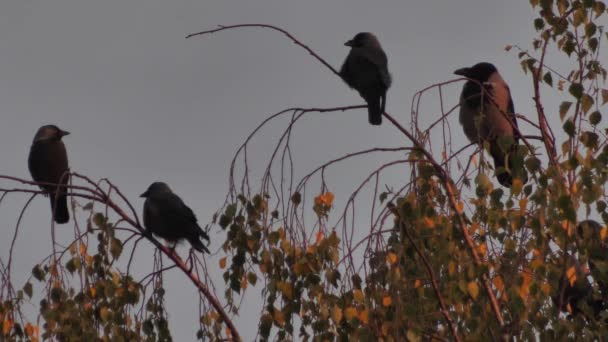 Cuervos Copas Árboles Atardecer Cuervos Negros Ramas Árboles — Vídeo de stock