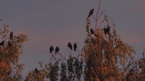 Ворони Деревах Під Час Заходу Сонця Чорні Ворони Гілках Дерев — стокове відео