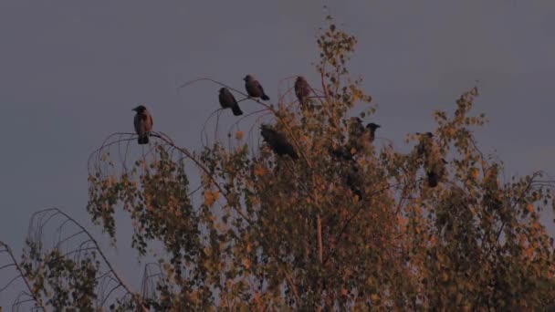 Krähen Auf Baumwipfeln Bei Sonnenuntergang Schwarze Krähen Auf Ästen — Stockvideo