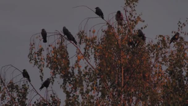 Ворони Деревах Під Час Заходу Сонця Чорні Ворони Гілках Дерев — стокове відео