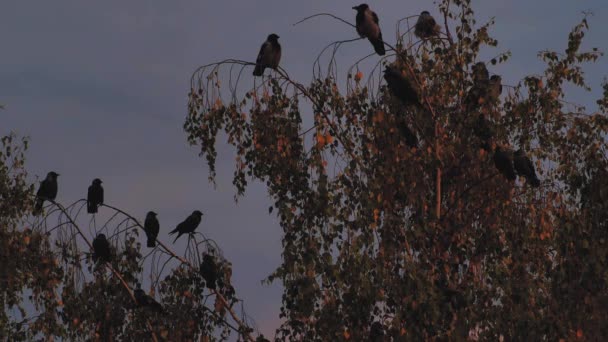 Gün Batımında Ağaçların Tepesindeki Kargalar Ağaç Dallarında Kara Kargalar — Stok video