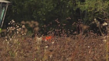Bir hasat işçisi bir çayırdan karabuğday toplar. Karabuğday tarlasında hasat makinesini birleştirin. Tarım sektöründe sonbahar çalışması
