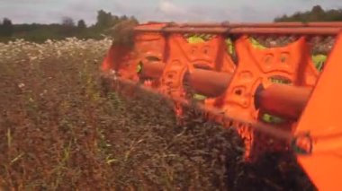 Bir hasat işçisi bir çayırdan karabuğday toplar. Karabuğday tarlasında hasat makinesini birleştirin. Tarım sektöründe sonbahar çalışması