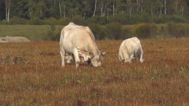 Белые Говяжьи Коровы Пасутся Зеленом Лугу Белое Мясо Коров Пасутся — стоковое видео