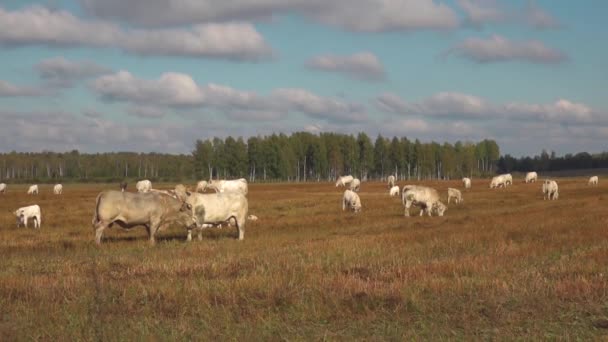 Vacas Brancas Pastam Prado Verde Vacas Carne Branca Pastam Prado — Vídeo de Stock