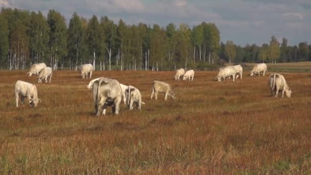 White Beef Cows Graze Green Meadow White Meat Cows Graze — Stock Video