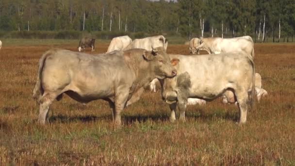 白色的牛在绿色的草地上吃草 白色的肉牛在草地上吃草 — 图库视频影像