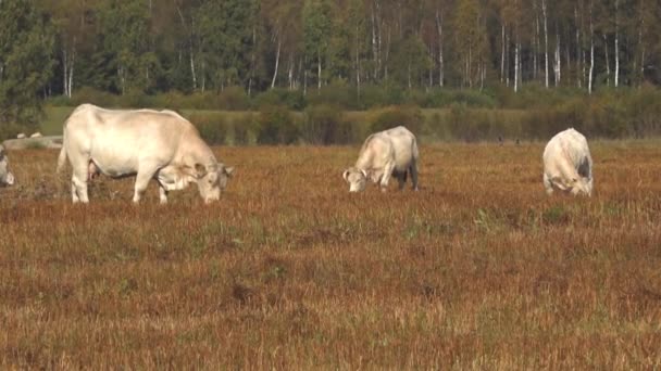 White Beef Cows Graze Green Meadow White Meat Cows Graze — Stock Video