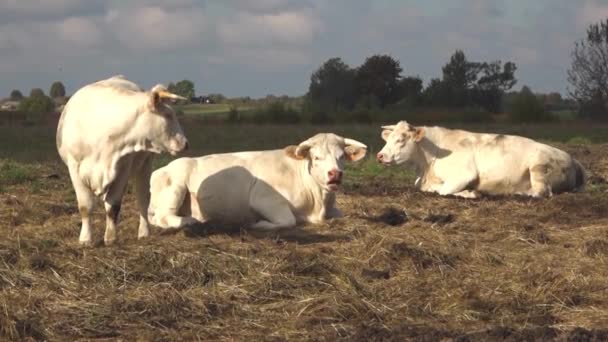 Białe Krowy Pasą Się Zielonej Łące Białe Krowy Pasą Się — Wideo stockowe