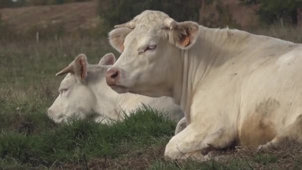 White Beef Cows Graze Green Meadow White Meat Cows Graze — Stock Video