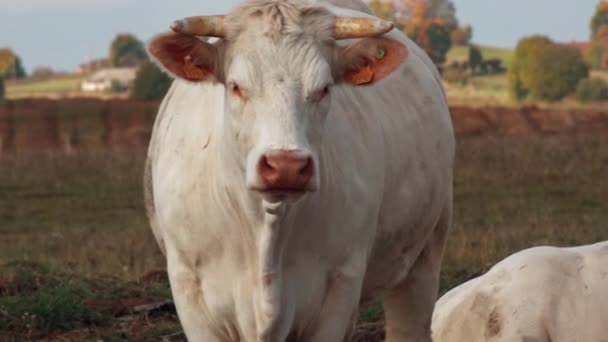 Vita Nötkor Betar Grön Äng Vita Köttkor Betar Ängen — Stockvideo