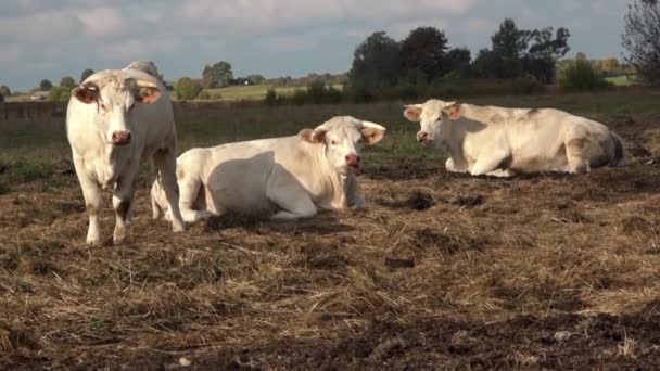 白色的牛在绿色的草地上吃草 白色的肉牛在草地上吃草 — 图库视频影像