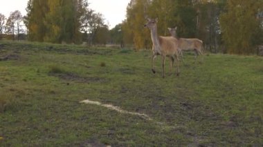 Sonbaharda vahşi geyik bahçesi. Geyik çayırda otluyor..