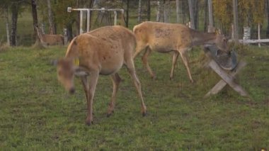 Sonbaharda vahşi geyik bahçesi. Geyik çayırda otluyor..
