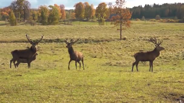 Divoká Jelení Zahrada Podzim Jelen Pasoucí Louce — Stock video