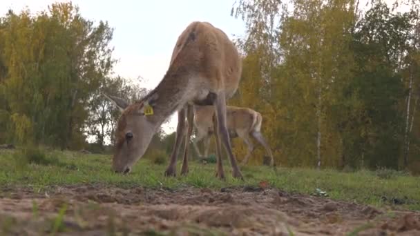 Wildgarten Herbst Rehe Grasen Auf Der Wiese — Stockvideo