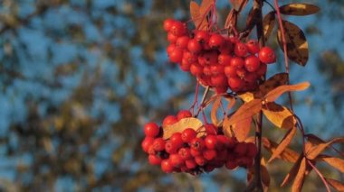 Sonbaharda Rowan meyvesi. Bush Berry 'ler dallarda. Böğürtlenli ve sarı yapraklı Rowan ağacı