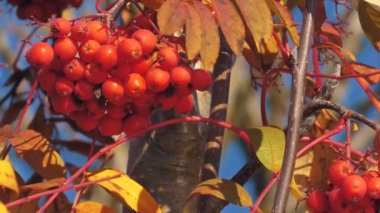Sonbaharda Rowan meyvesi. Bush Berry 'ler dallarda. Böğürtlenli ve sarı yapraklı Rowan ağacı