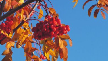 Sonbaharda Rowan meyvesi. Bush Berry 'ler dallarda. Böğürtlenli ve sarı yapraklı Rowan ağacı