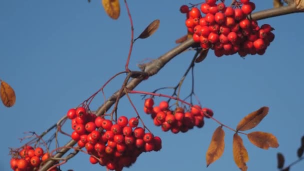 Rybíz Podzim Bushovy Bobule Větvích Rybíz Bobulemi Žlutými Listy — Stock video