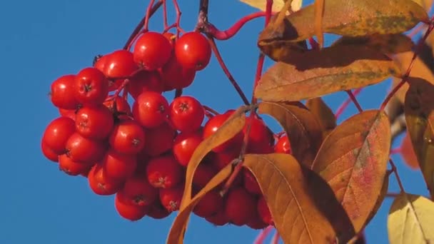 秋にローワンベリー ブッシュは枝にベリー 果実と黄色の葉を持つローワンの木 — ストック動画