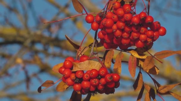 秋にローワンベリー ブッシュは枝にベリー 果実と黄色の葉を持つローワンの木 — ストック動画