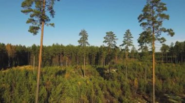 Yol manzaralı orman manzarası. Hava görüntüsü. Gün batımında çam ağaçlarının üzerinden uçacağız. Sonbaharda ormandaki çakıl yolunun yukarıdan görünüşü, sisli bir sabah. İHA atışı ağaç tepelerinde uçuyor..