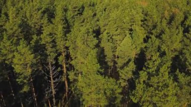 Yol manzaralı orman manzarası. Hava görüntüsü. Gün batımında çam ağaçlarının üzerinden uçacağız. Sonbaharda ormandaki çakıl yolunun yukarıdan görünüşü, sisli bir sabah. İHA atışı ağaç tepelerinde uçuyor..