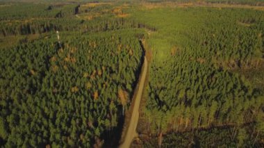 Yol manzaralı orman manzarası. Hava görüntüsü. Gün batımında çam ağaçlarının üzerinden uçacağız. Sonbaharda ormandaki çakıl yolunun yukarıdan görünüşü, sisli bir sabah. İHA atışı ağaç tepelerinde uçuyor..