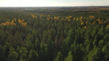Yol manzaralı orman manzarası. Hava görüntüsü. Gün batımında çam ağaçlarının üzerinden uçacağız. Sonbaharda ormandaki çakıl yolunun yukarıdan görünüşü, sisli bir sabah. İHA atışı ağaç tepelerinde uçuyor..